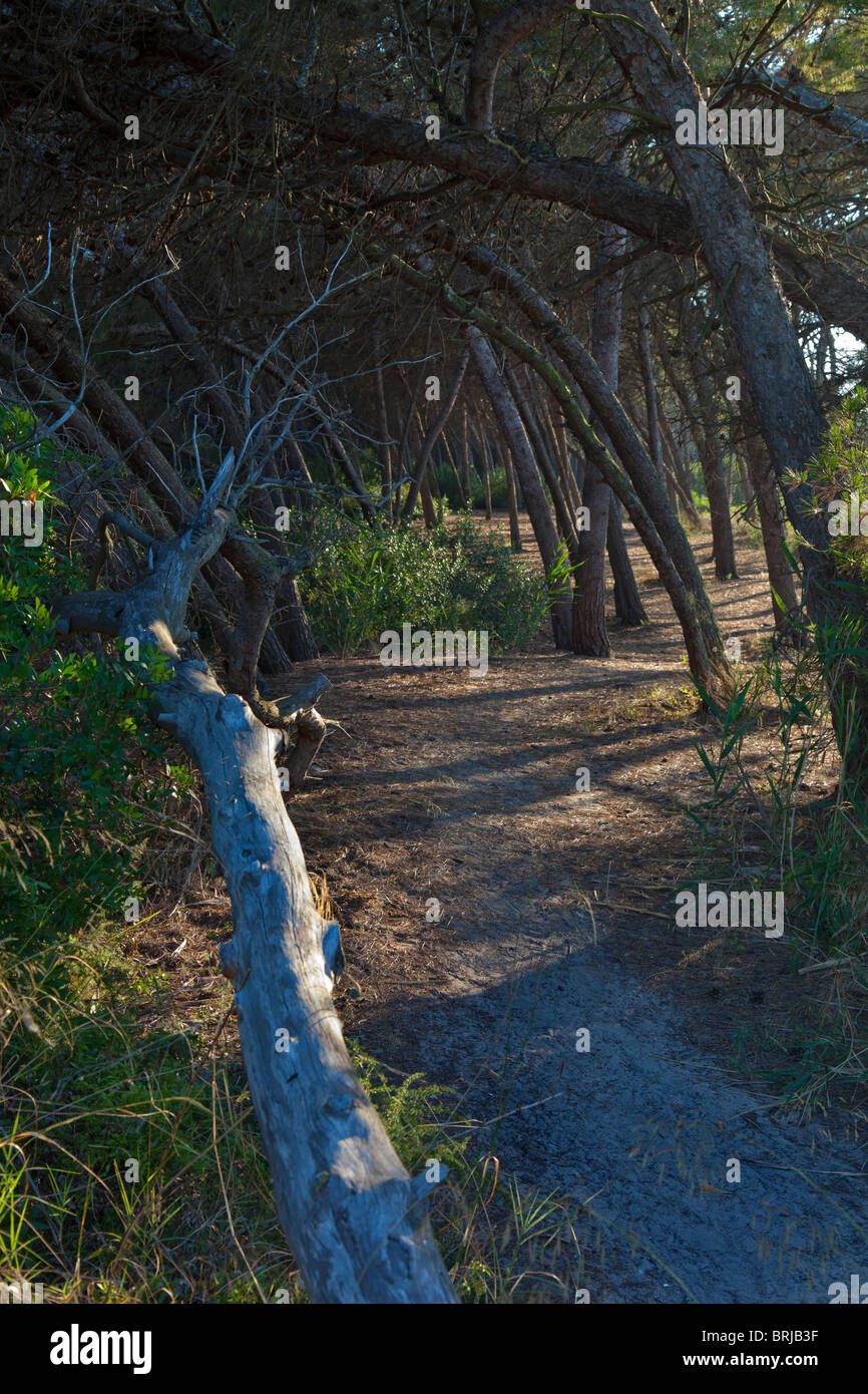 Wanderweg in einem Pinienwald von Sanddünen. Nationalpark von la Albufera, Comunidad Valenciana, Spanien. Stockfoto