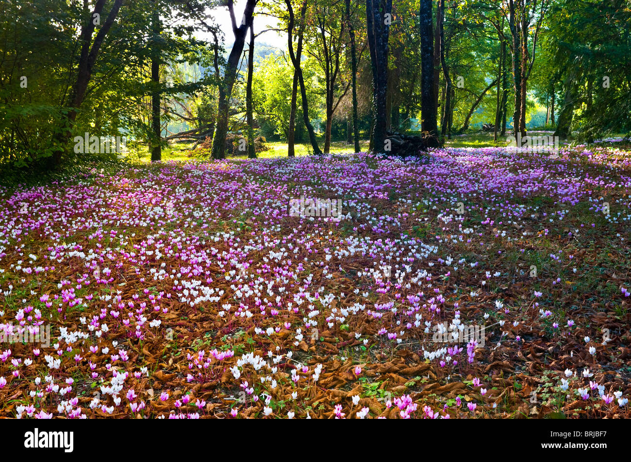 Garten Alpenveilchen Stockfotos Garten Alpenveilchen Bilder Alamy