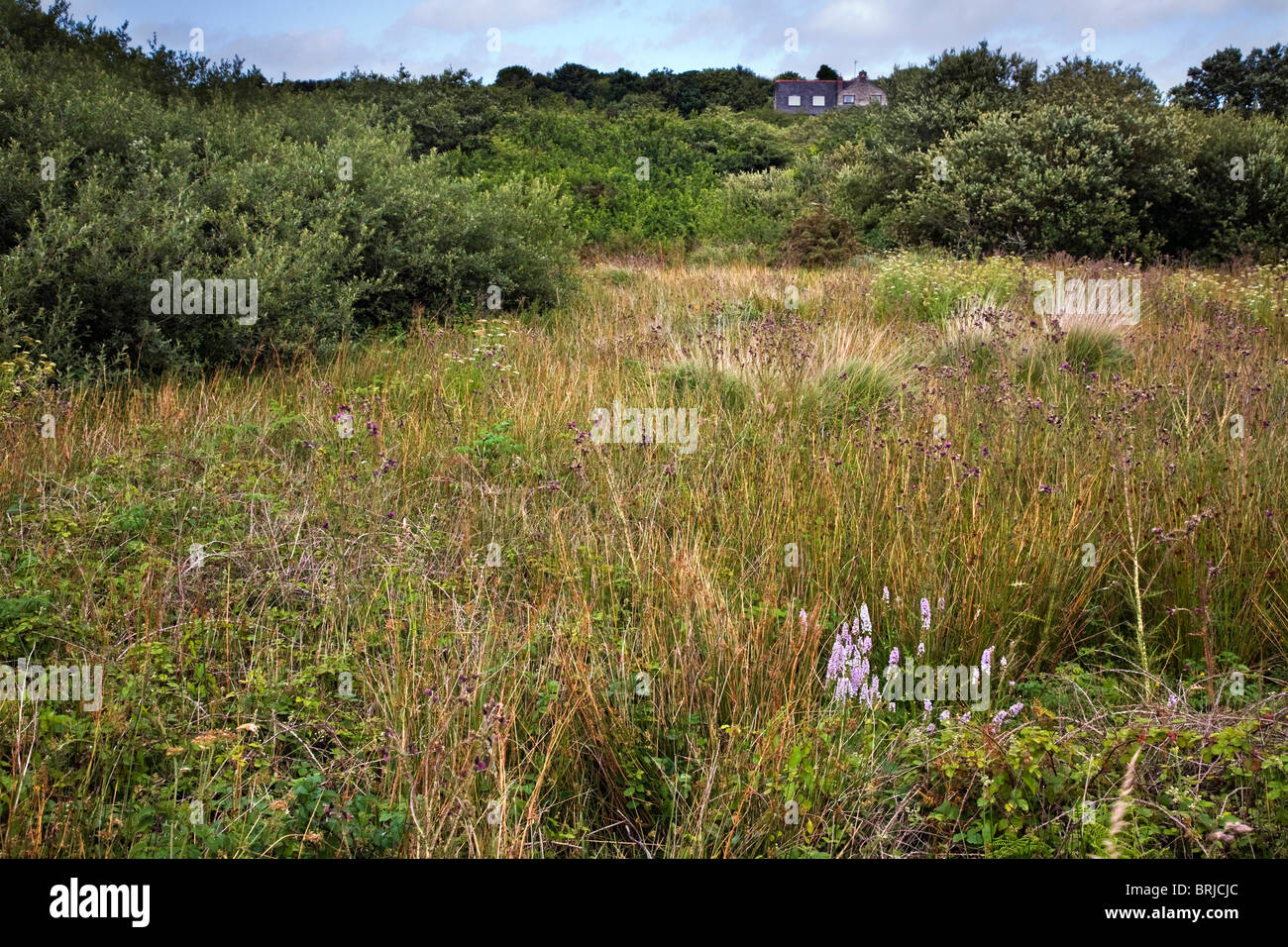 Feuchtgebiet an Kerris; Cornwall Stockfoto
