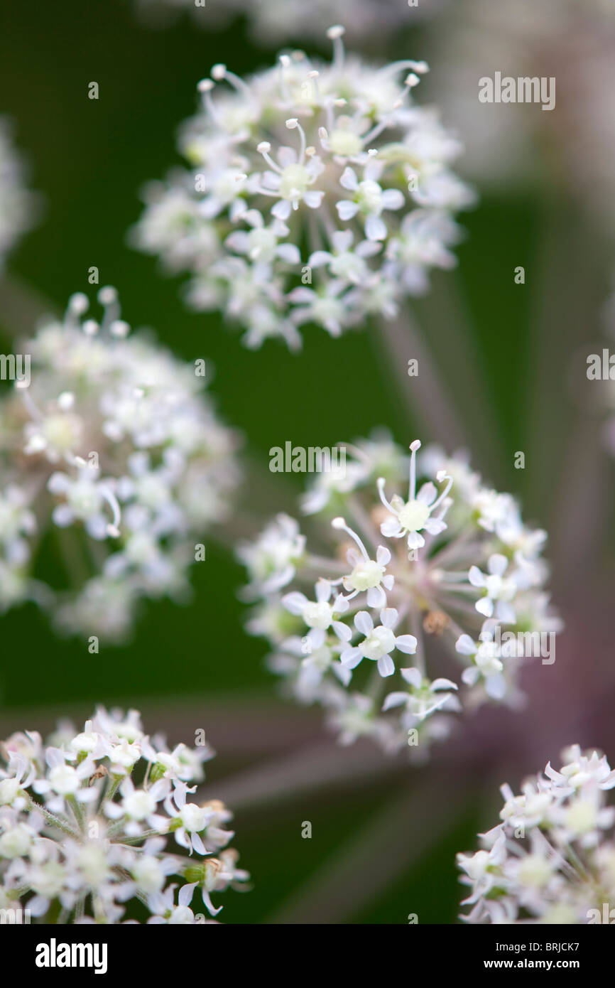 Wild Angelica; Angelica Sylvestris Stockfotografie Alamy