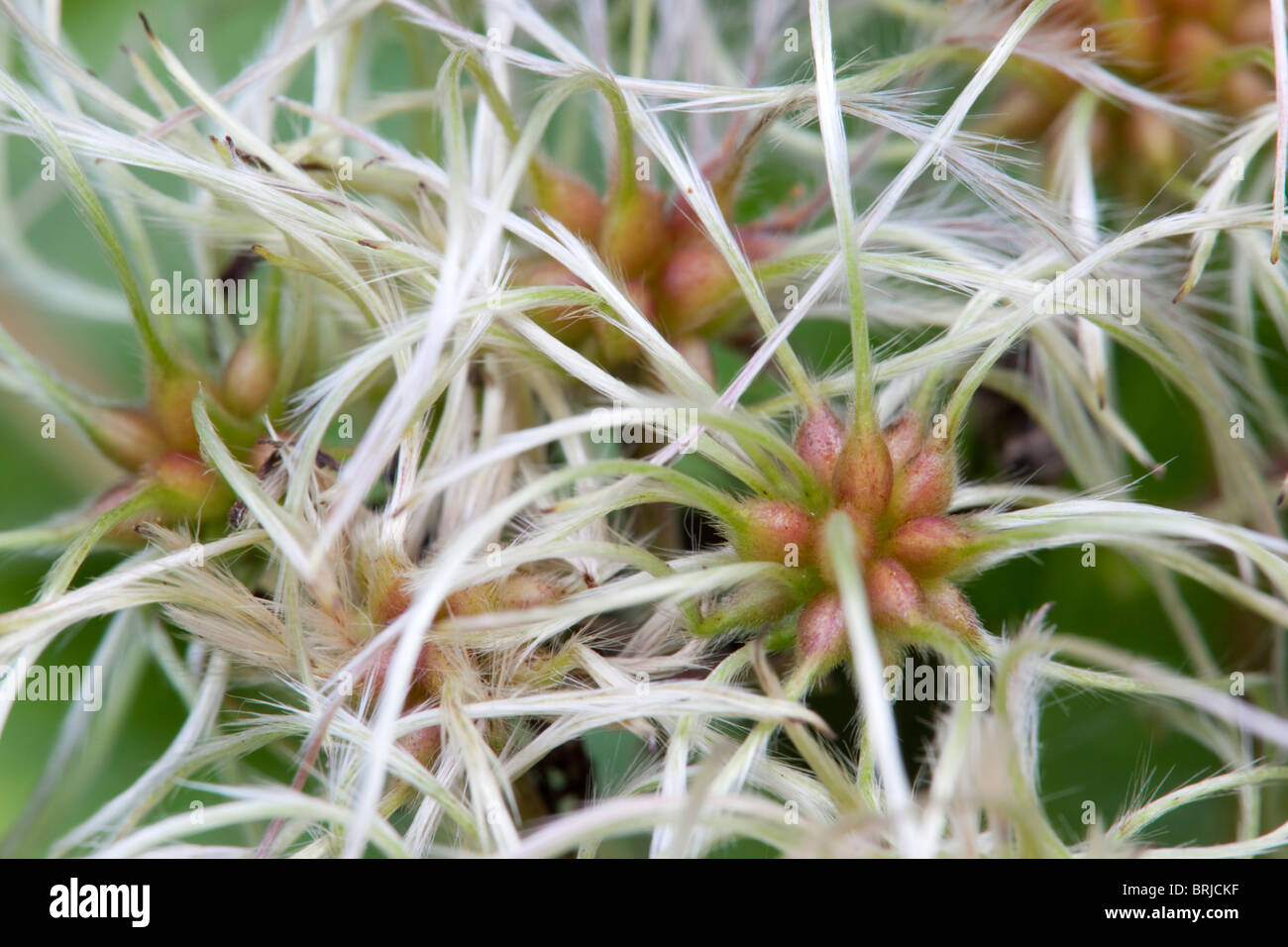 Wilde Clematis; Clematis Vitalba; alten Mannes Bart; oder Reiseschecks Freude Stockfoto