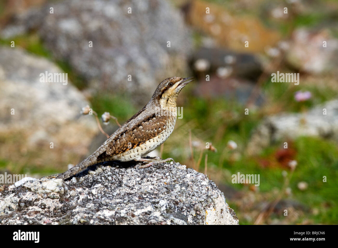 Wendehals; Jynx Torquilla; Zugvogel; Cornwall; klaffende Stockfoto