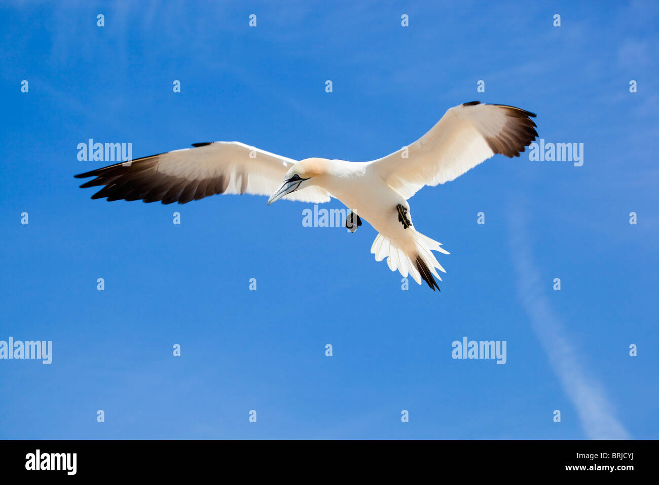 Tölpel; Morus Bassanus; im Flug Stockfoto