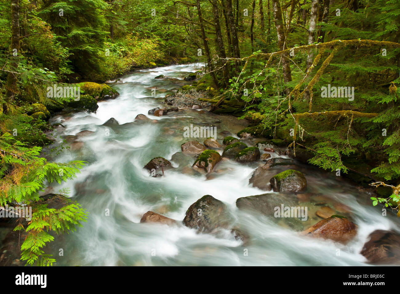 North Fork Cascade River, Mount Baker-Snoqualmie National Forest, North Cascades, Washington. Stockfoto