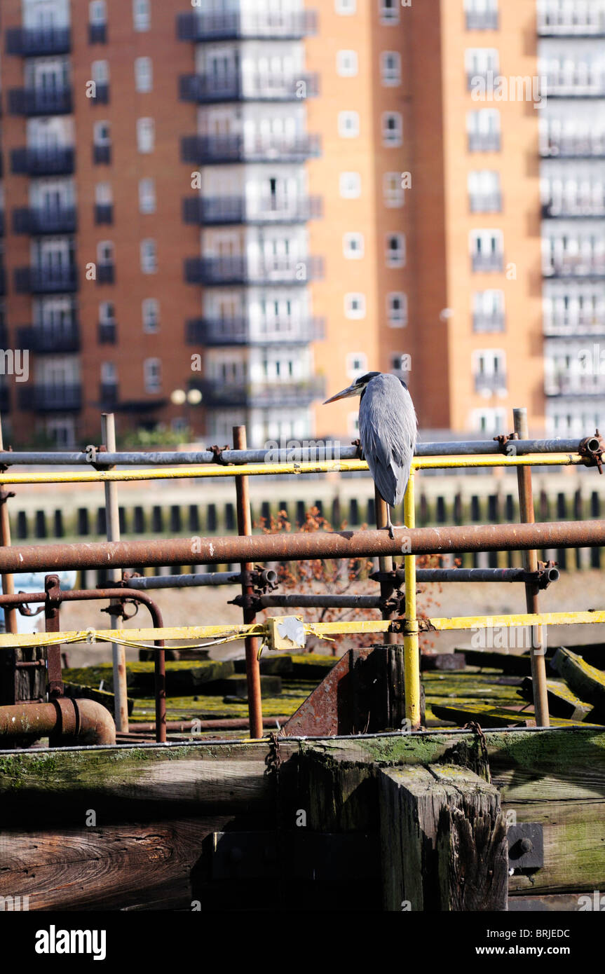 Ein Graureiher thront auf einem alten Jetty, Greenwich, London, England, UK Stockfoto