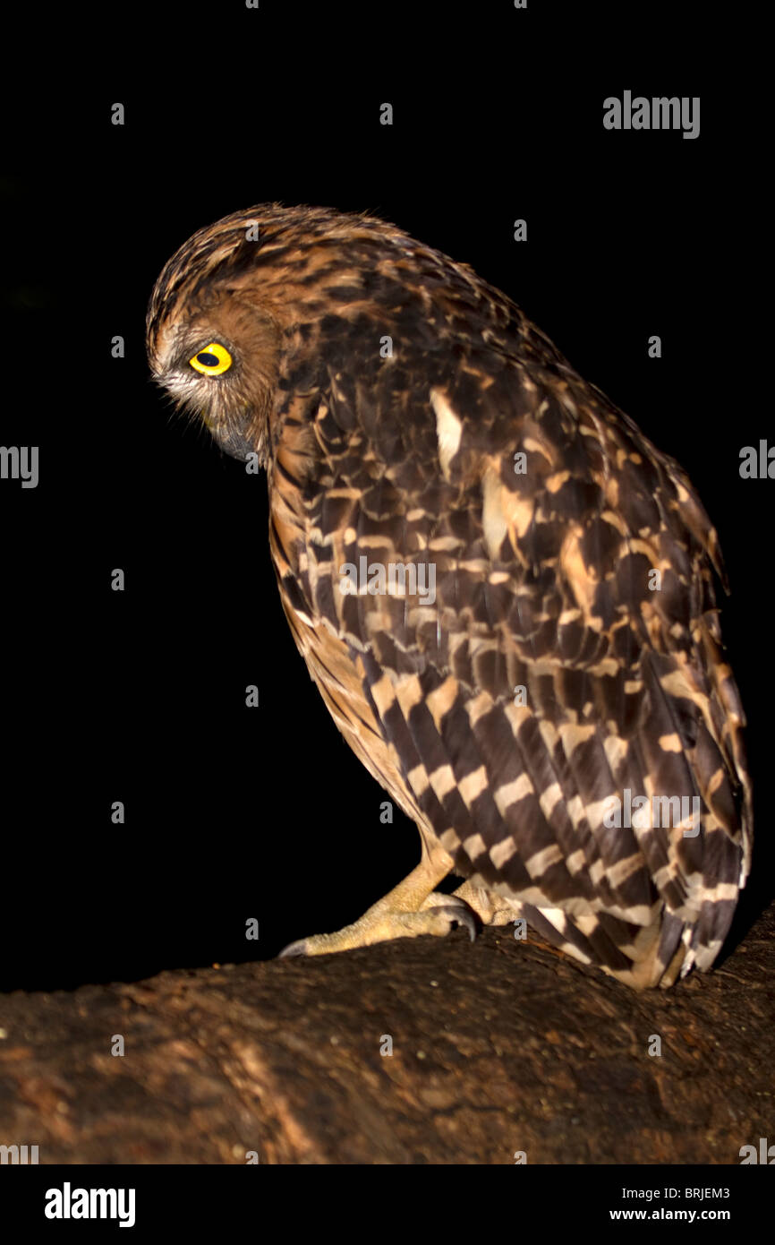 Buffy Fisch-Eule, (Ketupa Ketupa) jagen in der Nacht Stockfoto