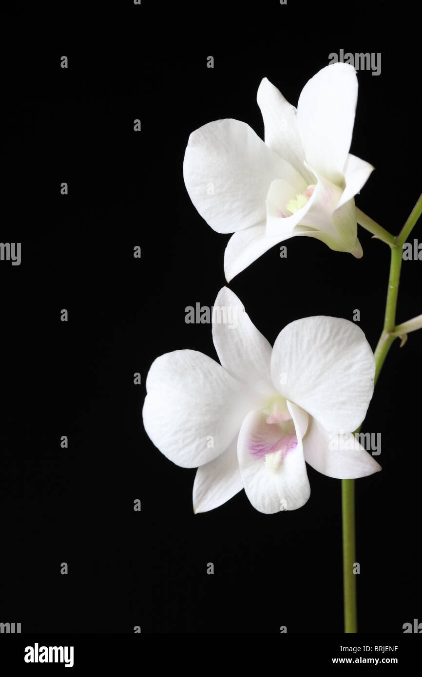 Nahaufnahme eines weißen Orchideenstamms, der vor schwarzem Hintergrund isoliert ist Stockfoto