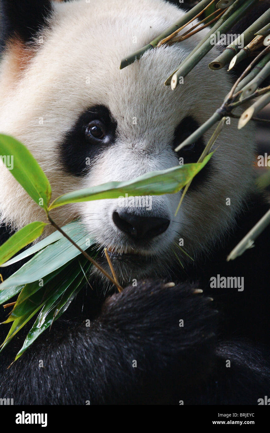 Großer Panda im chinesischen Chengdu Panda Base Stockfoto