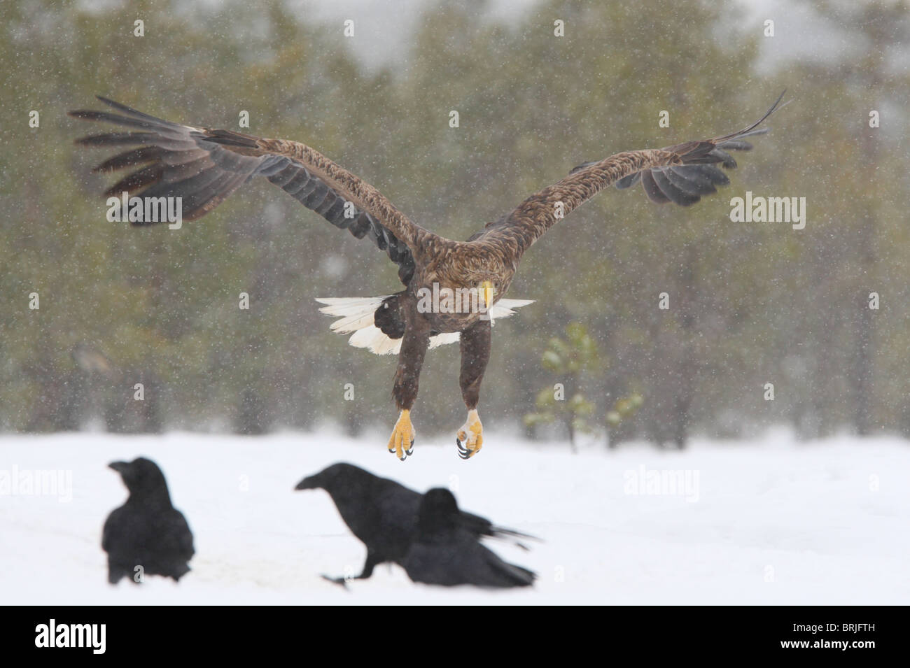 Wilde Adult Seeadler (Haliaetus Horste) im Flug Stockfoto