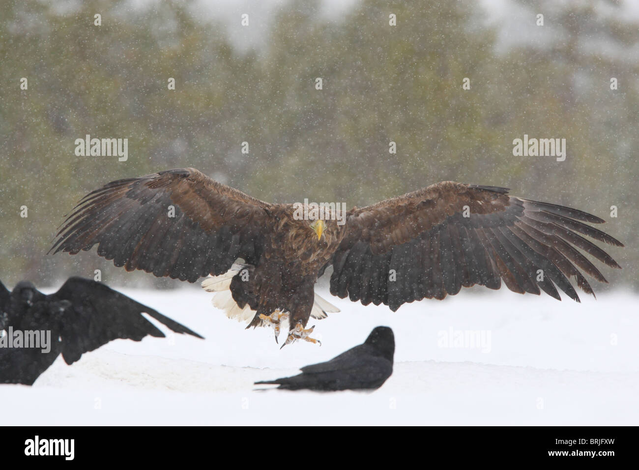 Wilde Adult Seeadler (Haliaetus Horste) im Flug Stockfoto