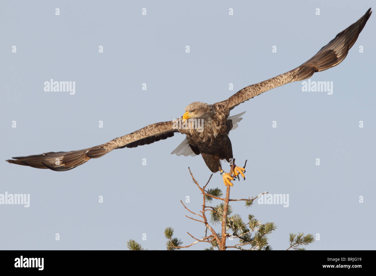 Erwachsenen Seeadler (Haliaetus Horste), Estland Stockfoto