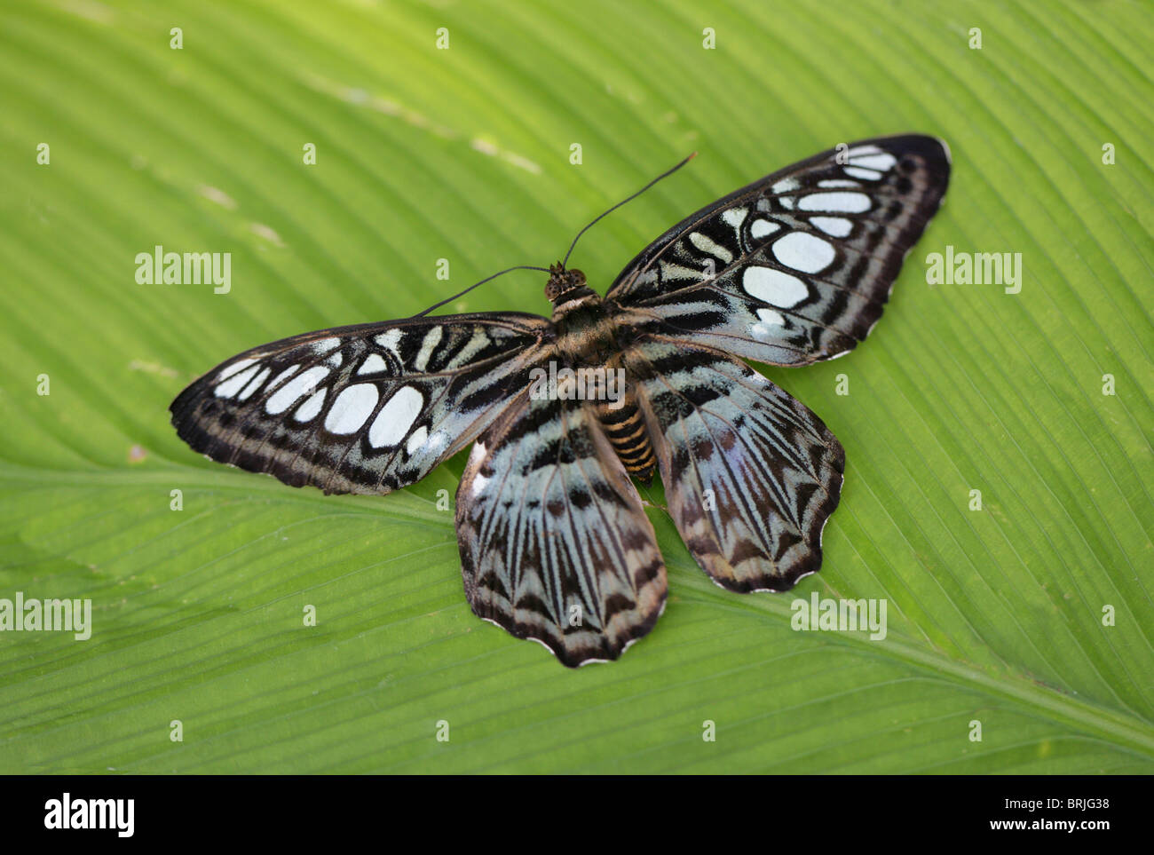 Blaue Clipper Schmetterling, Parthenos Sylvia Lilacinus, Nymphalidae Stockfoto