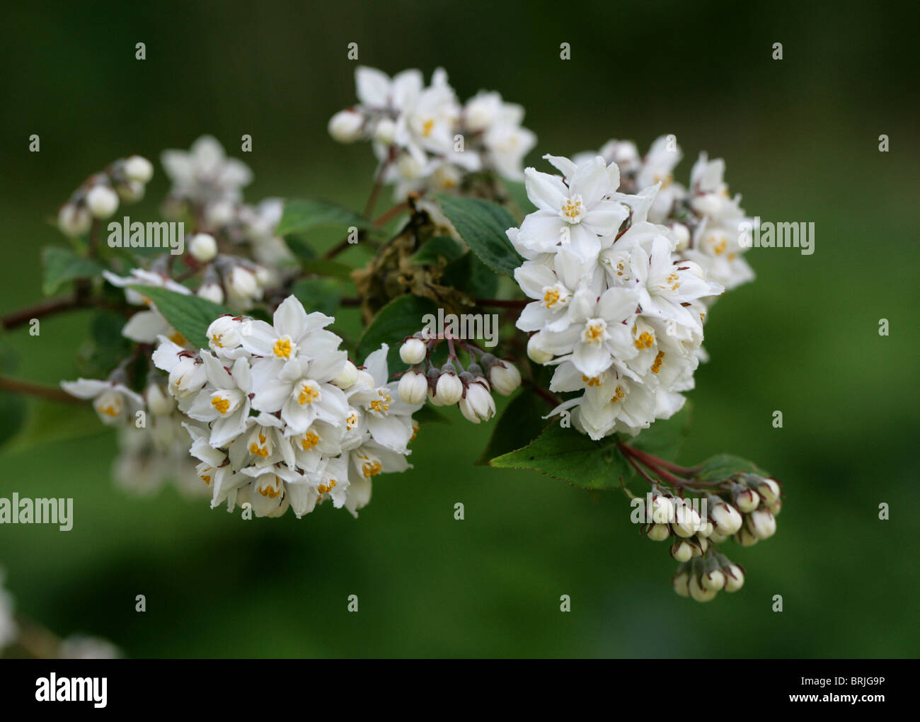 Deutzie, Deutzie Glomeruliflora, Hydrangeaceae, südlichen Zentralchina Stockfoto