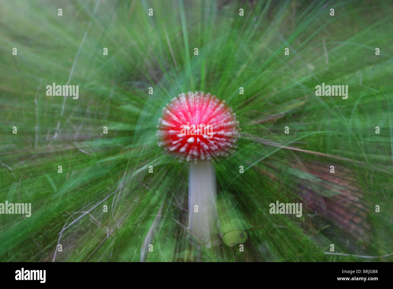 Fliegenpilz Pilz (Amanita Muscaria) das kennen, beide giftig sein und halluzinogene Eigenschaften haben. Stockfoto