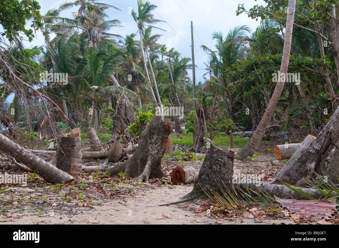 das Bild der Folgen der Karibik Sturm auf little Corn island Stockfoto