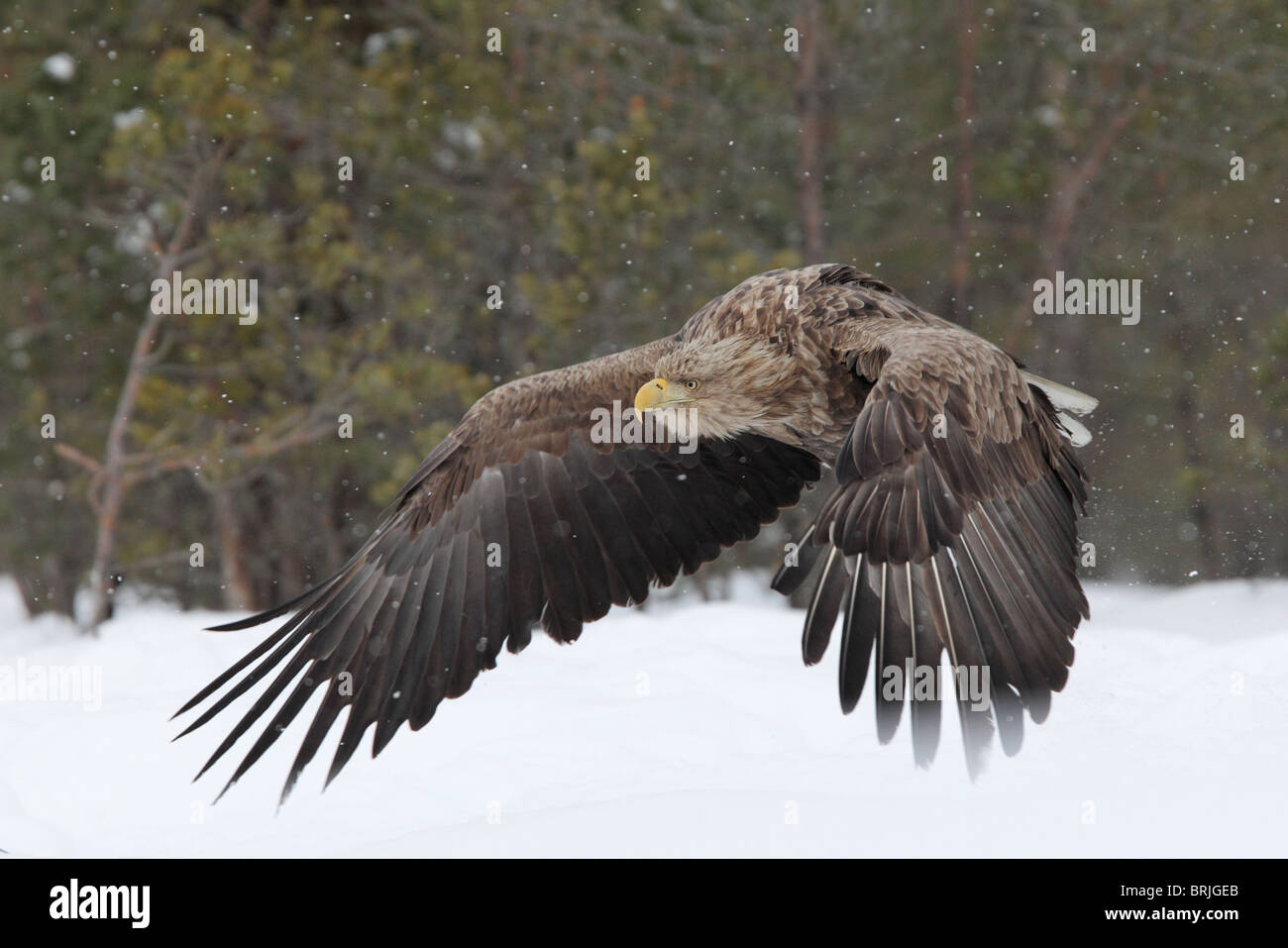 Wilde Adult Seeadler (Haliaetus Horste) fliegen in Schneefall. Europa Stockfoto