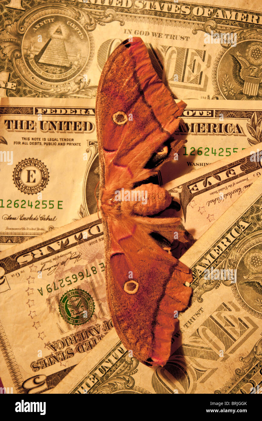 Motte von US-Dollar Stockfoto