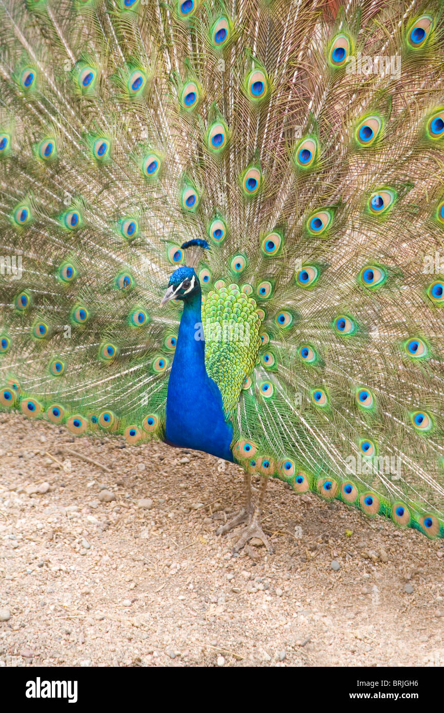 Henry Doorly Zoo - Pfau im Streichelzoo Stockfoto