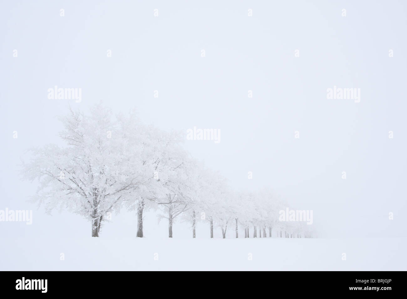 Frost-Beschichtung Winterbäume morgens sehr kalt und neblig. Stockfoto