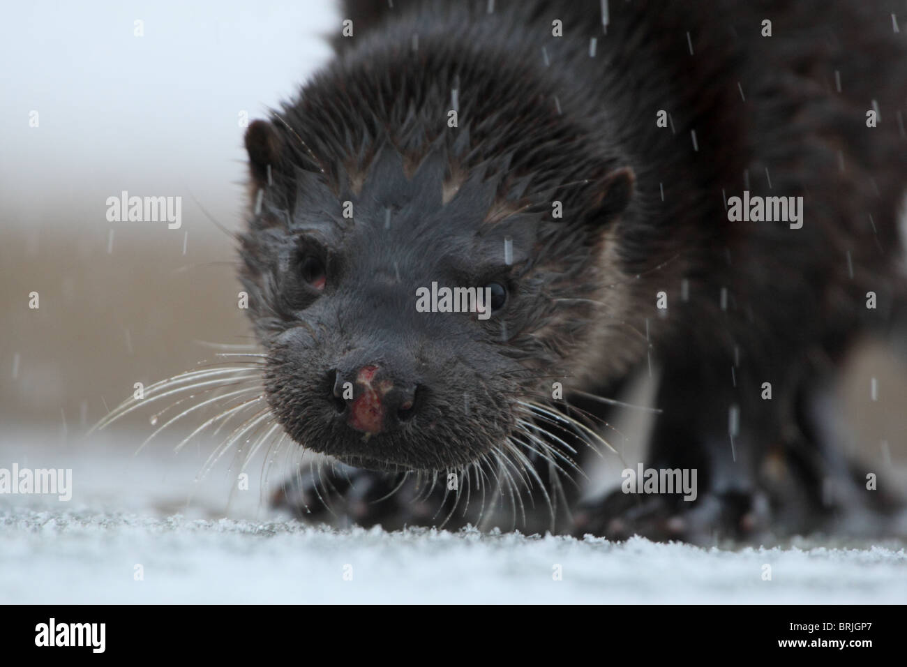 Wilde Europäische Otter (Lutra Lutra) mit verletzten Nase. Europa, Estland Stockfoto