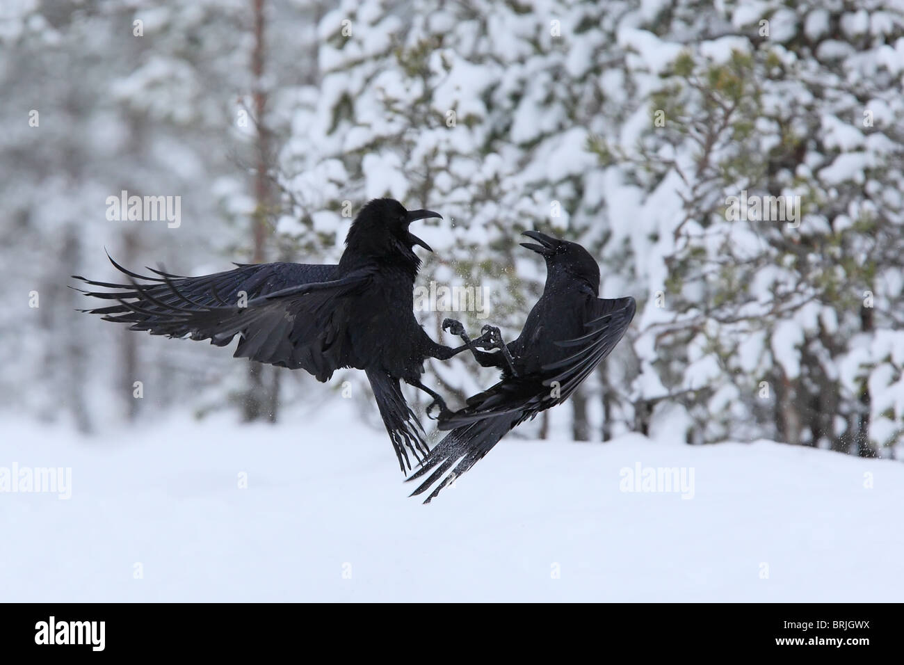 Zwei Kämpfe Raven (Corvus Corax) Stockfoto