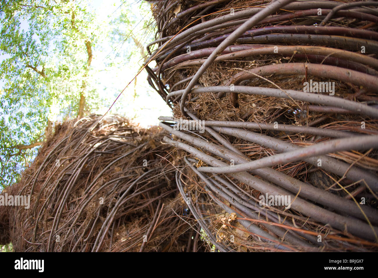 Nahaufnahme von Wald Unterschlupf gemacht von gewebten Stöcke, Wurzel, Rebe, Äste Stockfoto
