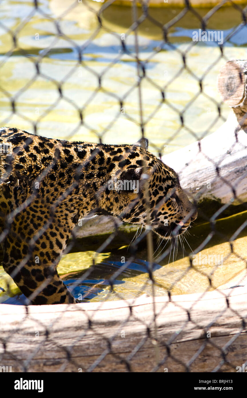 Leopard Panthera in San Diego Zoo Stockfoto