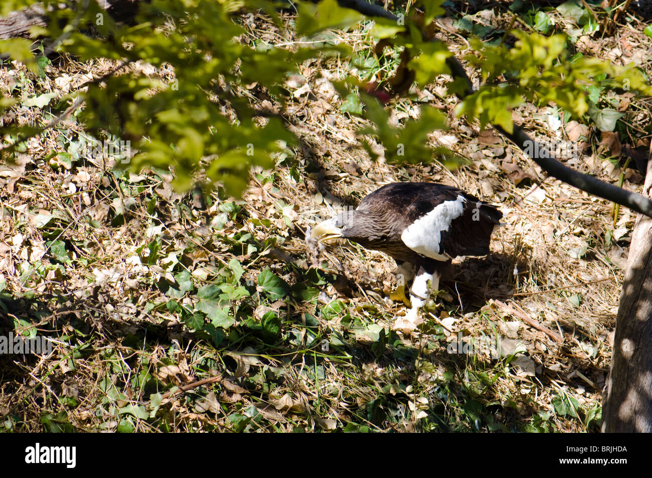 American Eagle Stockfoto