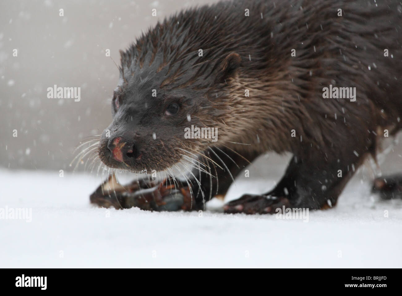 Wilde Europäische Otter (Lutra Lutra) in Schneefall Stockfoto