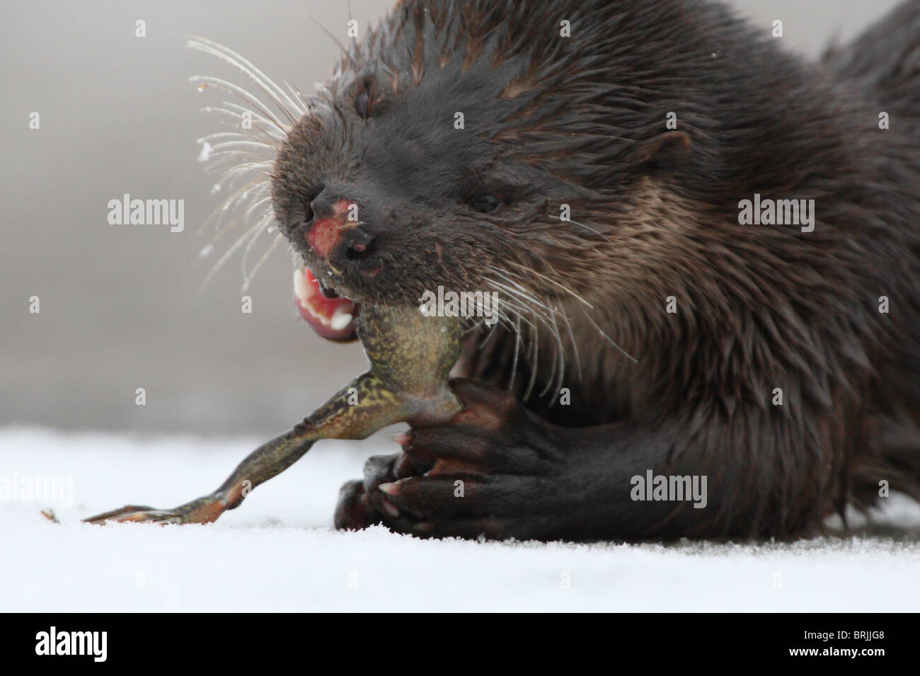 Wilde Europäische Otter (Lutra Lutra) einen Frosch zu essen. Stockfoto