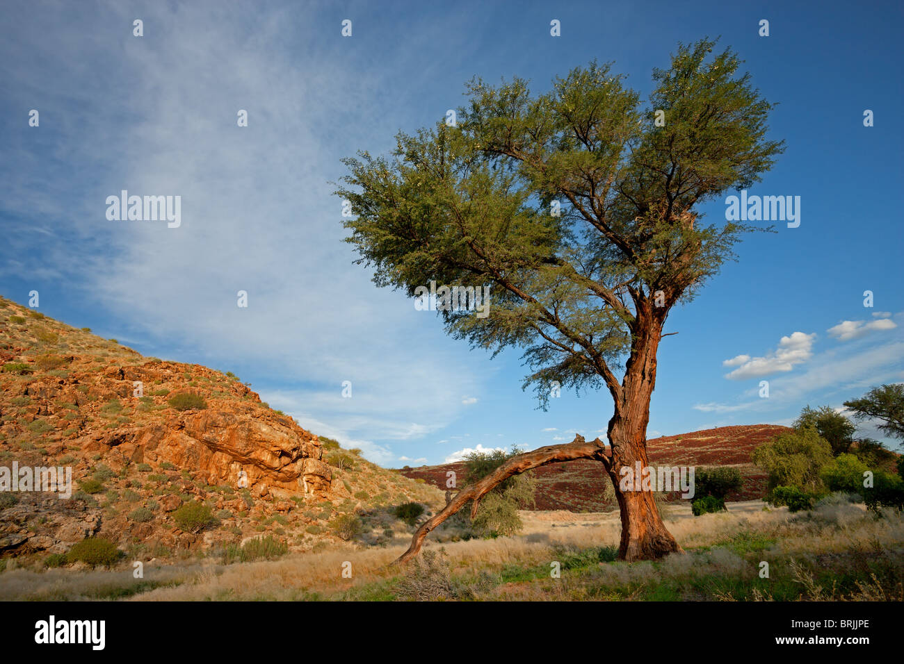 Wüstenlandschaft mit einer afrikanischen Akazie Baum und blauen Himmel, Namibia, Südliches Afrika Stockfoto