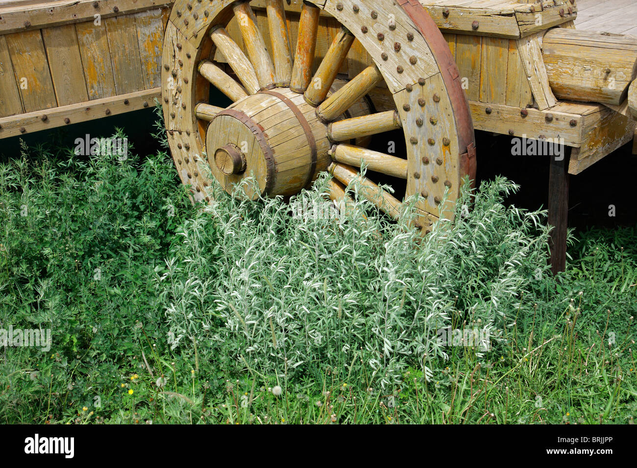 Dekorative hölzerne Wagenrad von grüner Vegetation überwuchert Stockfoto