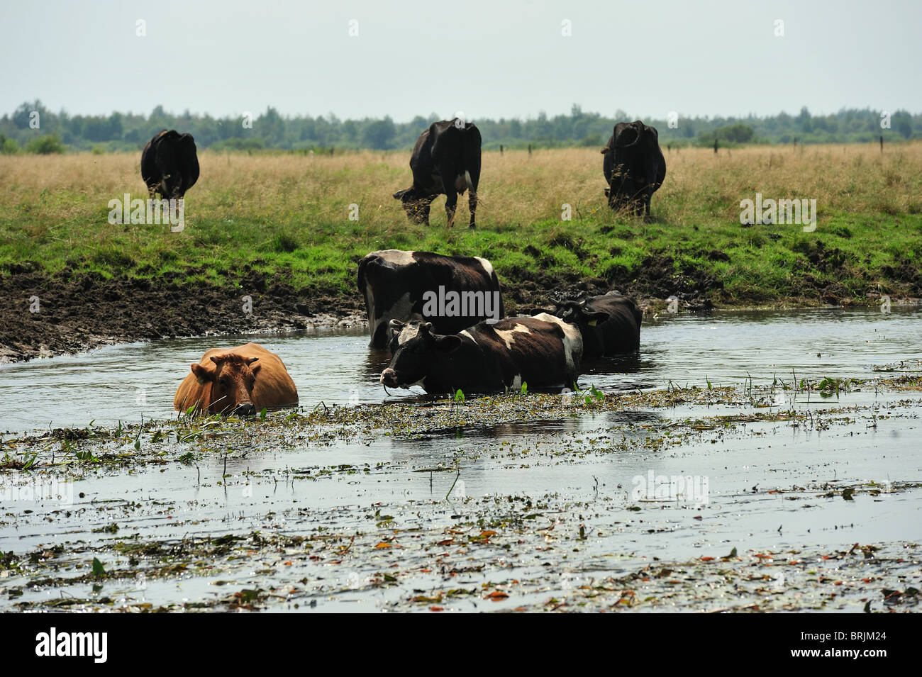 Biebrza River National Park, Kühe Trinkwasser aus dem Fluss Stockfoto