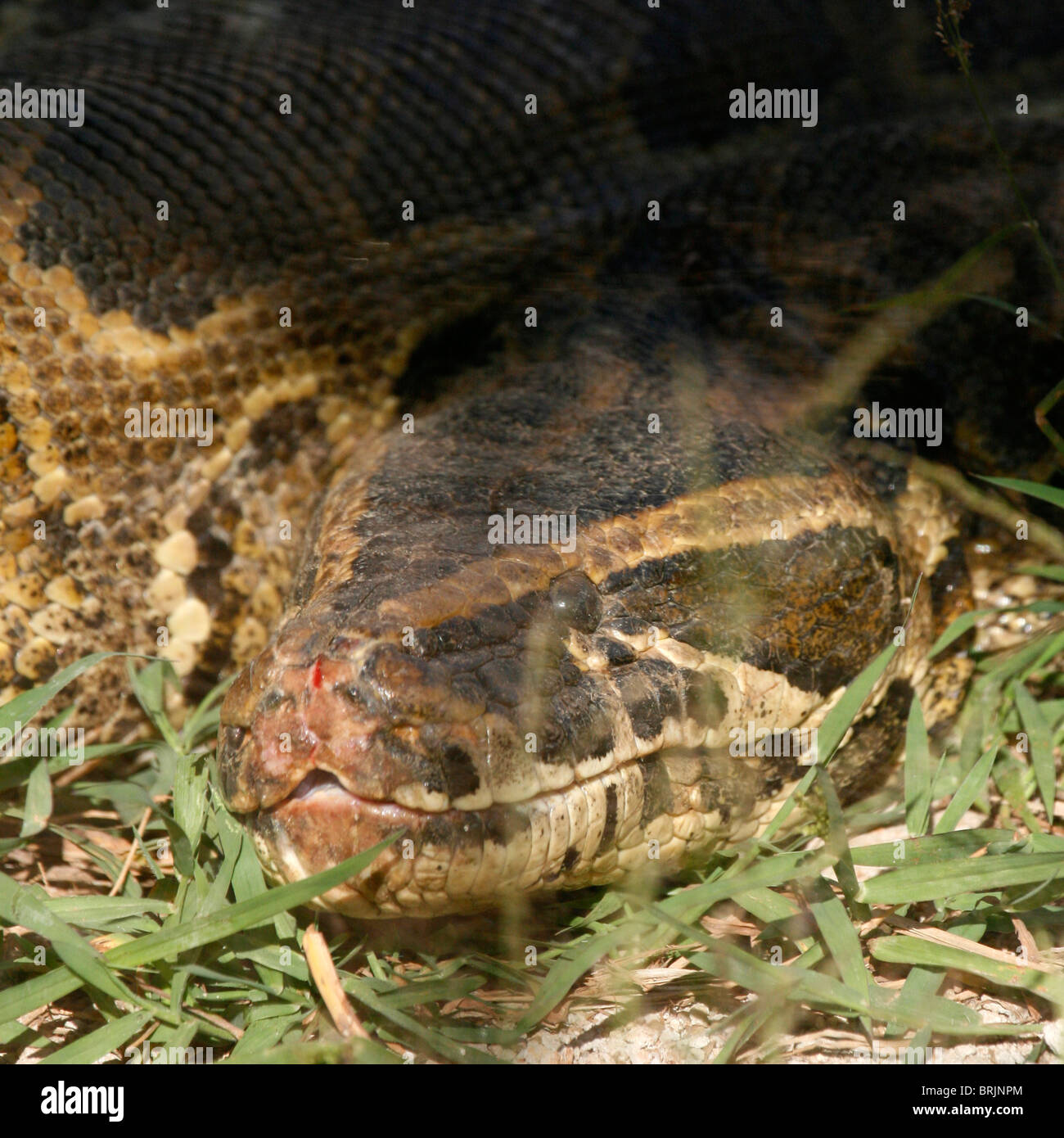 Der Kopf von einem afrikanischen Rock-Python (Python Sebae), Uganda Stockfoto