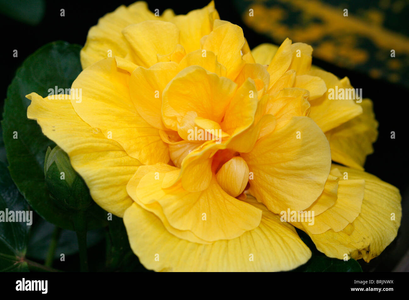 Eine gelbe rose Nahaufnahme Stockfoto