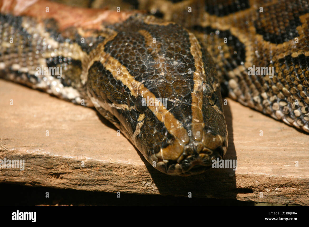 Der Kopf von einem afrikanischen Rock-Python (Python Sebae), Uganda Stockfoto