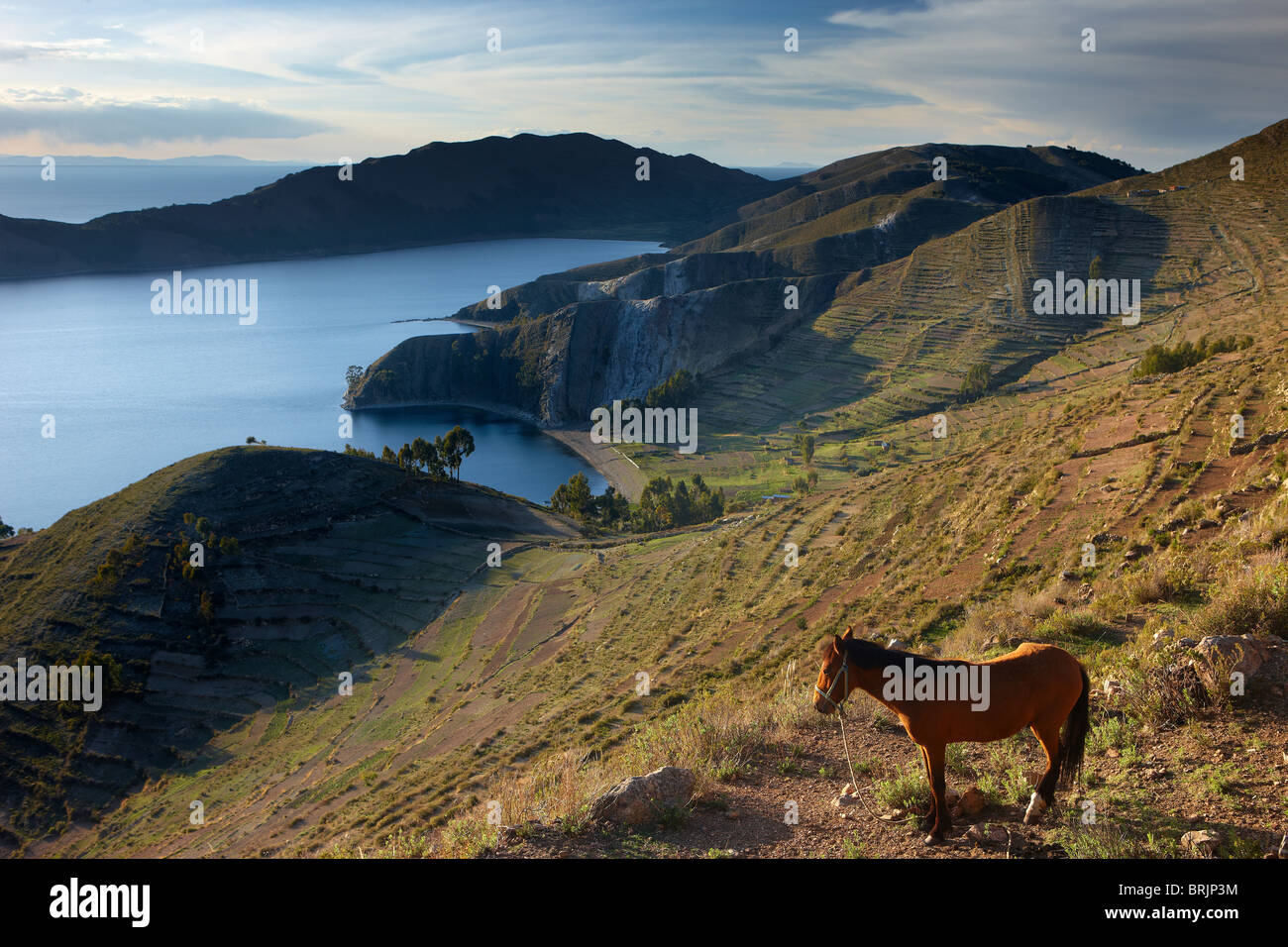 ein Pferd auf Isla del Sol, Titicacasee, Bolivien Stockfoto