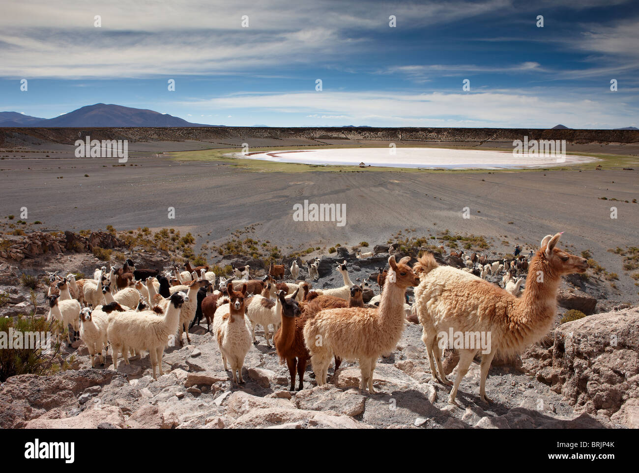 eine Herde von Lamas in einem vulkanischen Krater auf dem Altiplano, Nr. Castiloma, Bolivien Stockfoto