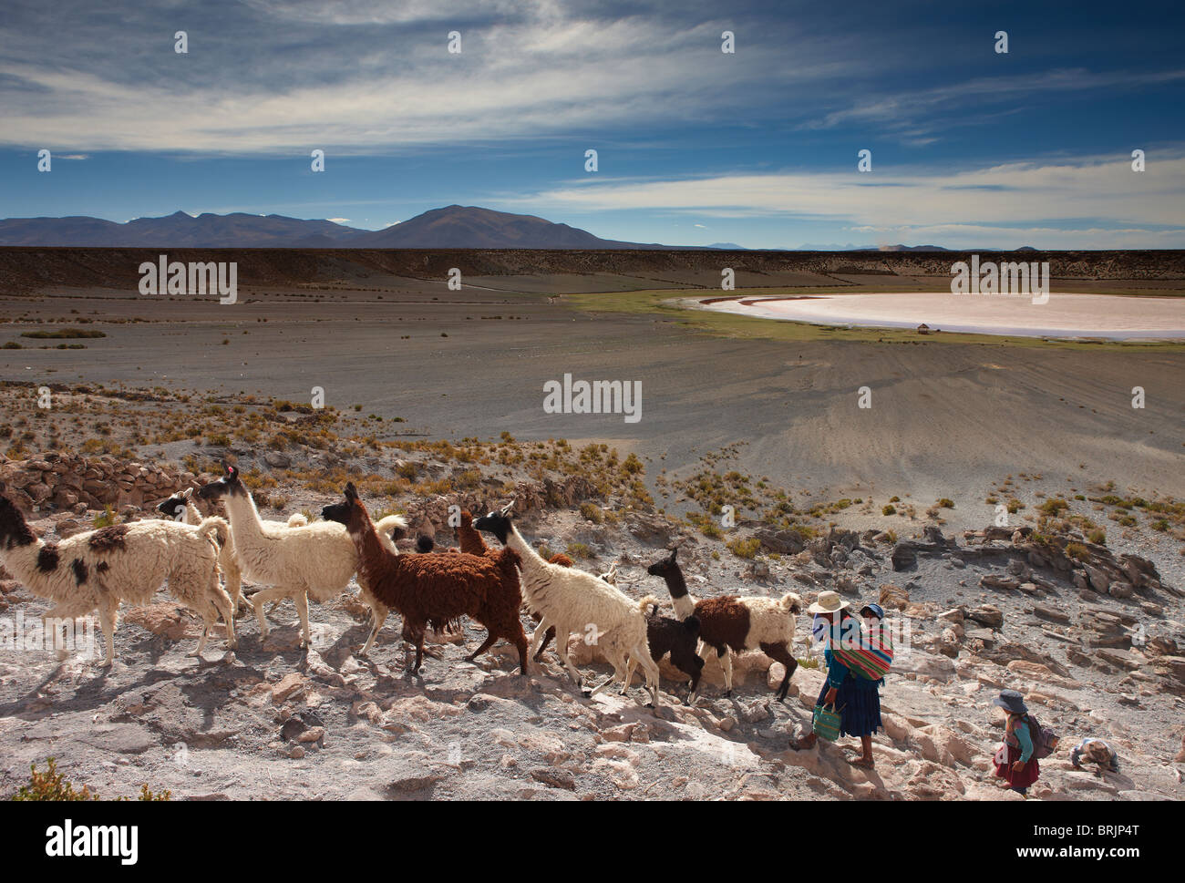 eine Frau mit ihrer Tochter mit einer Herde von Lamas in einem vulkanischen Krater auf dem Altiplano, Nr. Castiloma, Bolivien Stockfoto