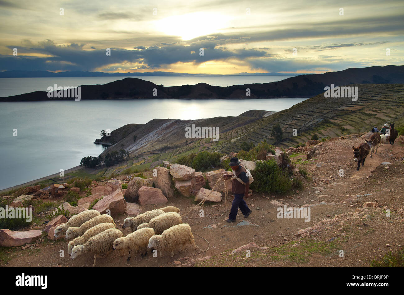 ein Bauer mit seinen Schafen auf der Isla del Sol, Titicacasee, Bolivien Stockfoto