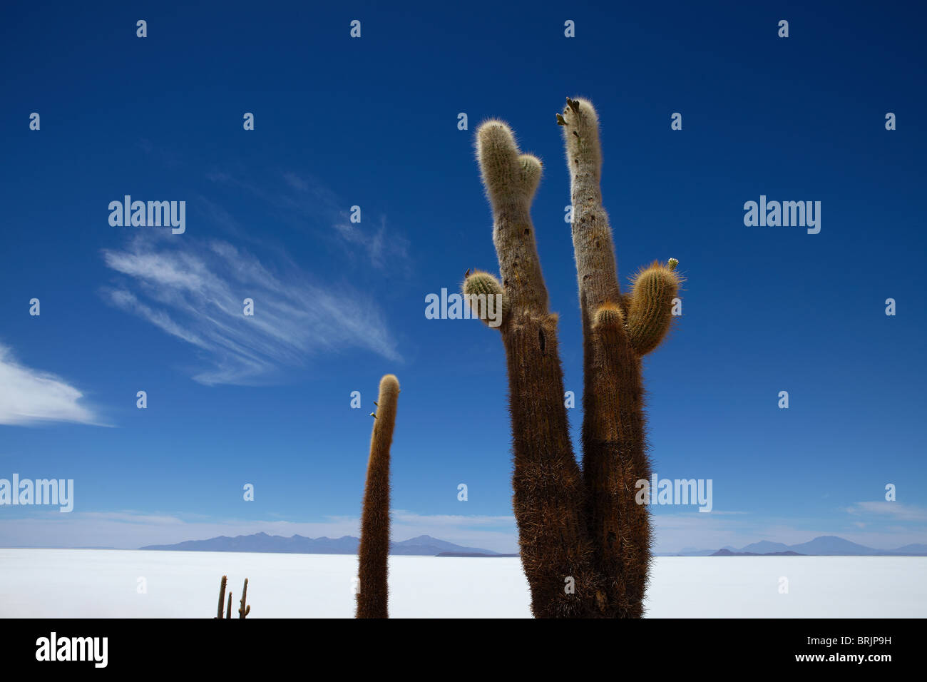 der Salar de Uyuni, Bolivien Stockfoto