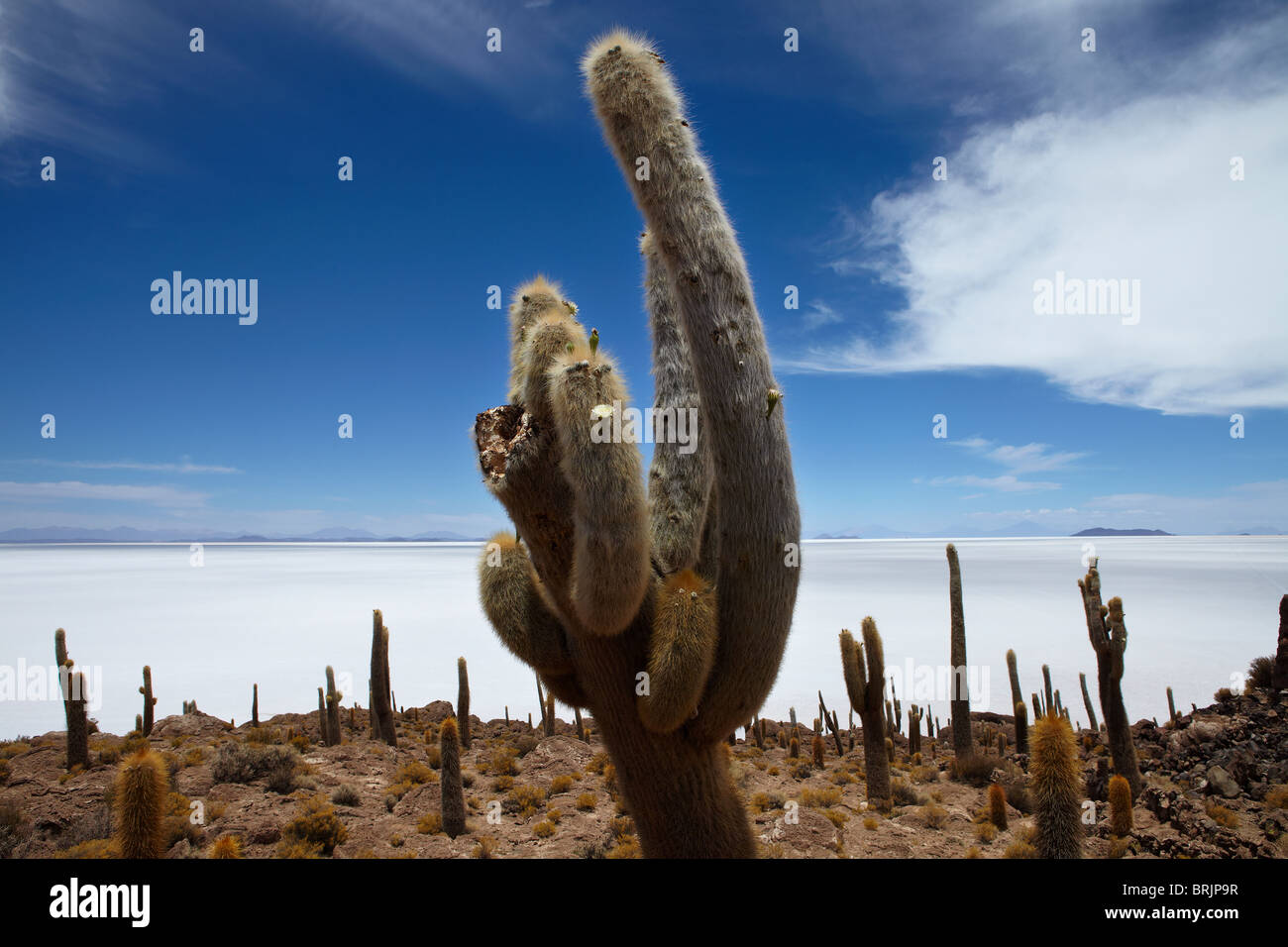 der Salar de Uyuni, Bolivien Stockfoto