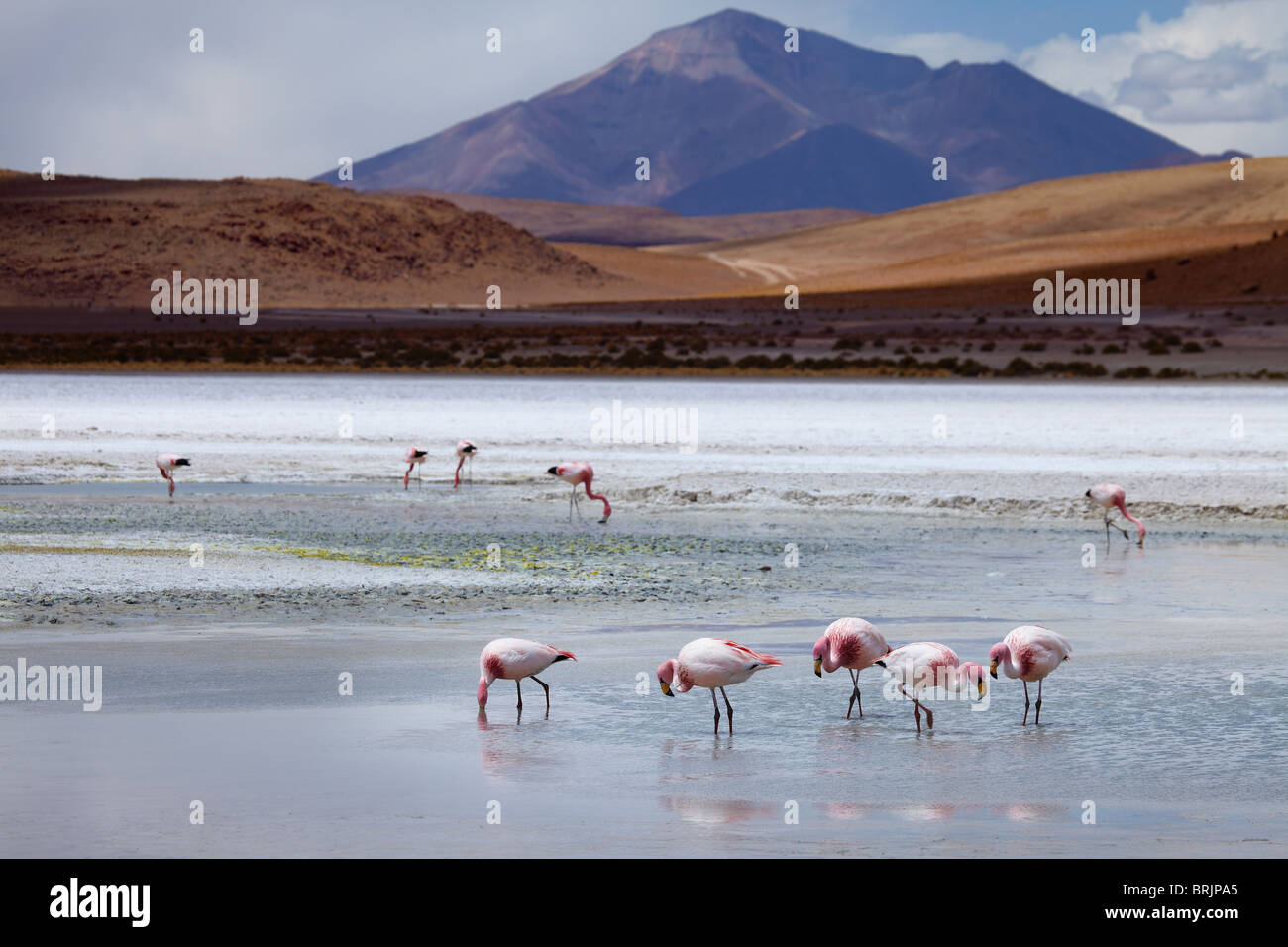 James Flamingos auf eine Lagune in der abgelegenen Region der Hochwüste, Altiplano und Vulkane in der Nähe von Tapaquilcha, Bolivien Stockfoto