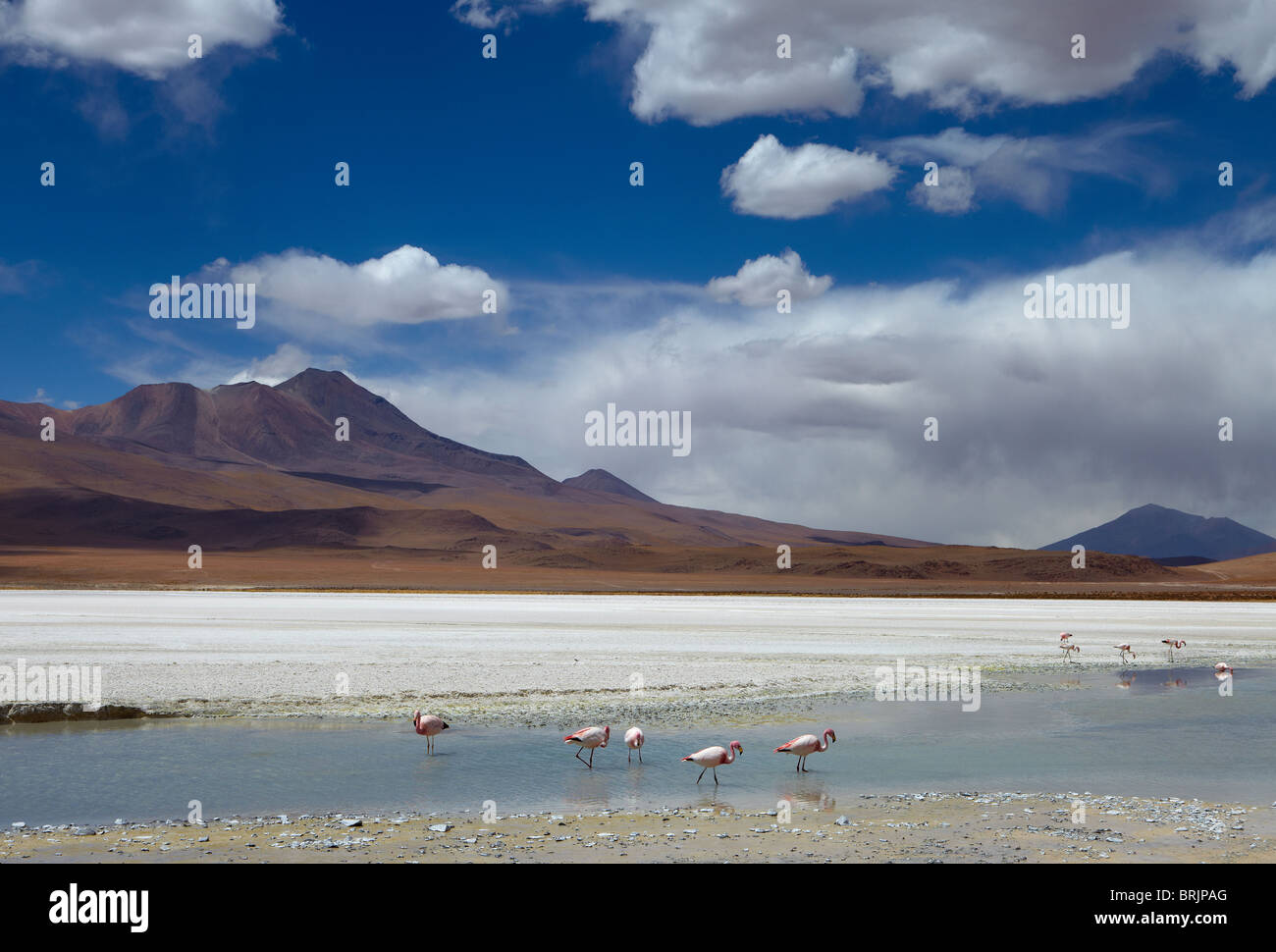 James Flamingos auf eine Lagune in der abgelegenen Region der Hochwüste, Altiplano und Vulkane in der Nähe von Tapaquilcha, Bolivien Stockfoto