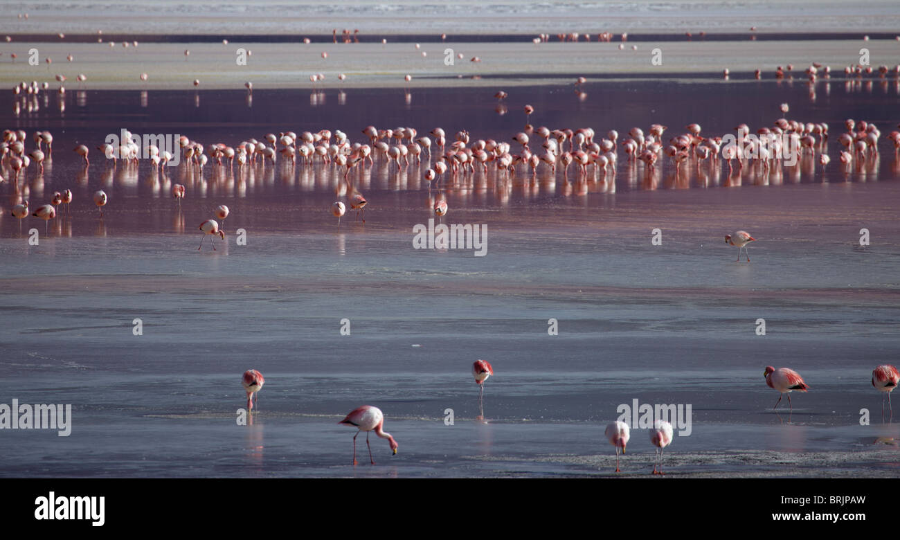James Flamingos auf eine Lagune in der abgelegenen Region der Hochwüste, Altiplano und Vulkane in der Nähe von Tapaquilcha, Bolivien Stockfoto