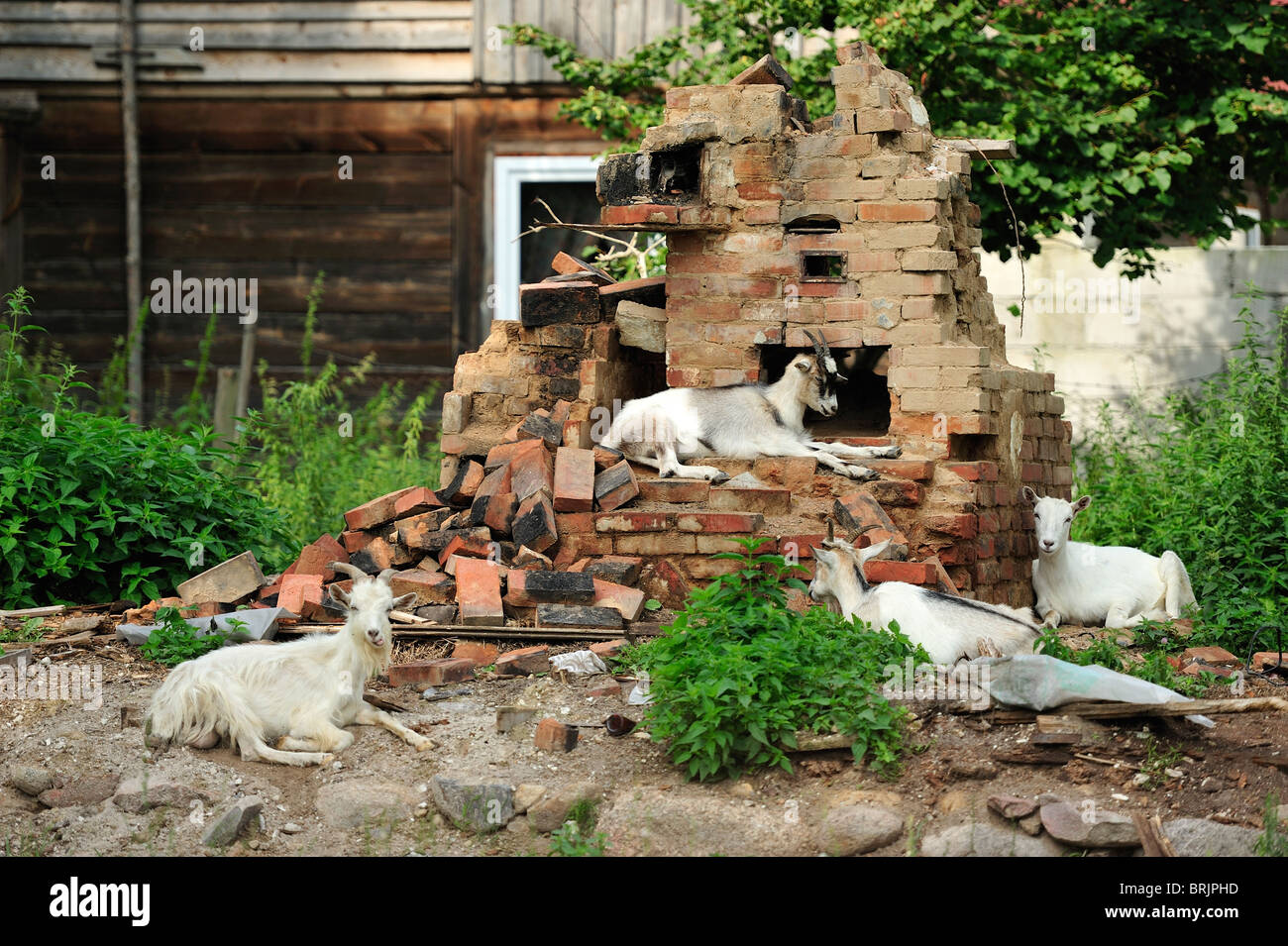 Ziegen auf dem Schornstein des zerstörten Hauses Stockfoto