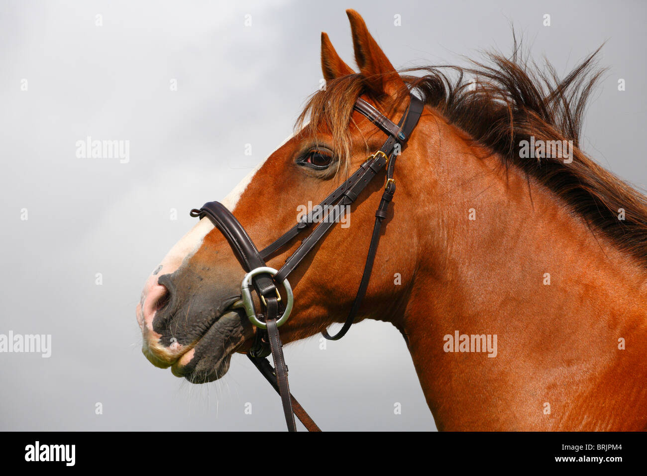 Porträt eines Pferdes. Stockfoto