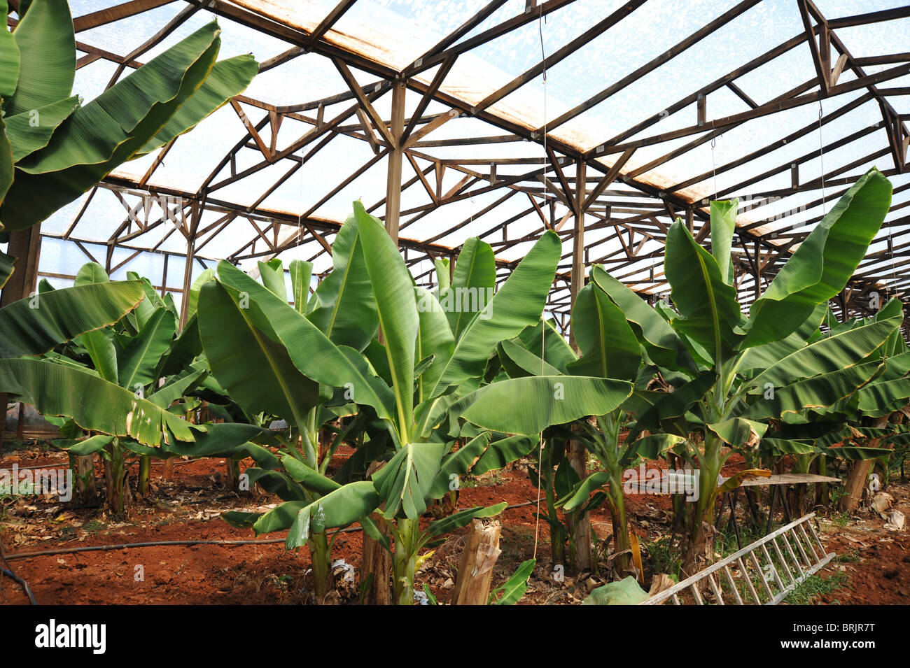Bananen, die auf baum wachsen -Fotos und -Bildmaterial in hoher Auflsung -  Seite 2 - Alamy