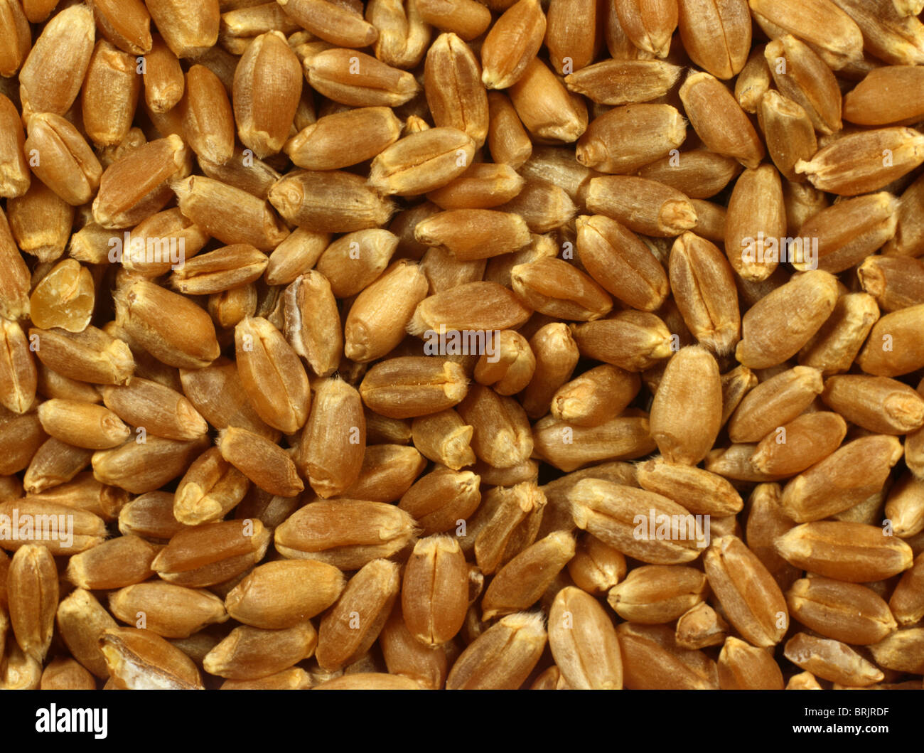 Weizen-Saatgut oder Getreide - Canadian Western Red Spring Stockfotografie  - Alamy