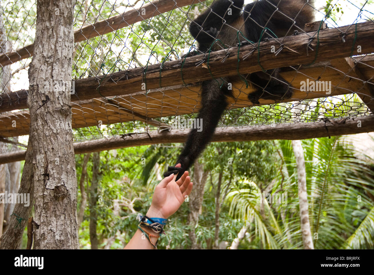 Eine junge Frau streckt mit einem Affen in Mexiko. Stockfoto